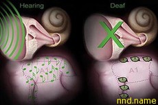 Глухие люди способны развить 