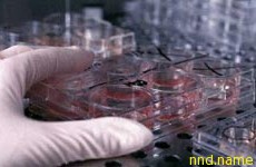Впервые в США начались клинические испытания лечения стволовыми клетками