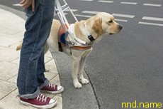 В Беларуси появилась электронная собака-поводырь