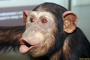 В США узаконят обезьян-помощников для людей с инвалидностью