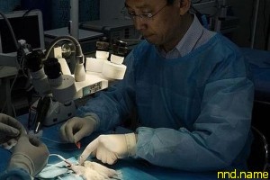 Хирург Сяопин Рен пересадил головы тысяче мышей