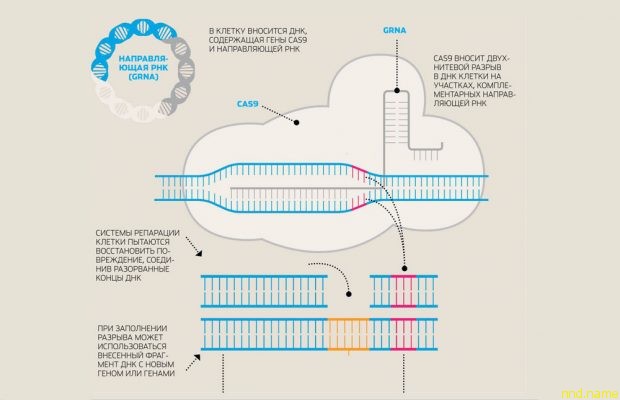 Как человека исправляют с помощью генов бактерий