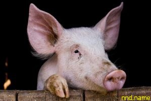 Пересадка сердца ГМО-свиньи