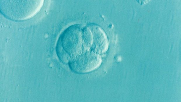 Эмбрион человека впервые избавили от дефекта при помощи коррекции ДНК