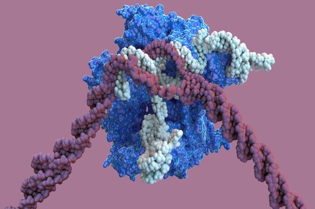 CRISPR стал еще точнее: новая эра генного модифицирования