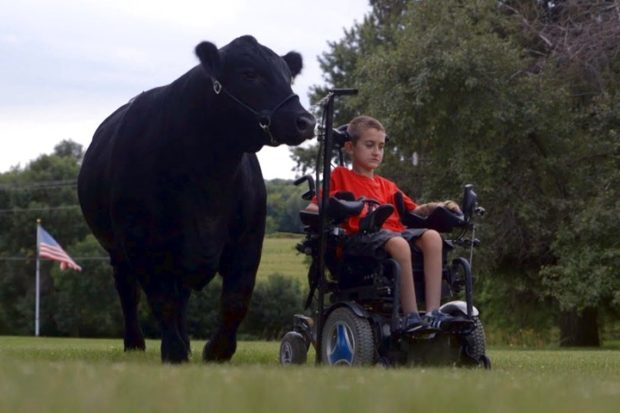 11-летний Алека Готто стал дрессировщиком быков!