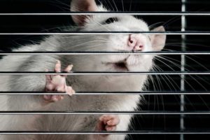 Стволовые клетки вернули парализованным крысам способность ходить