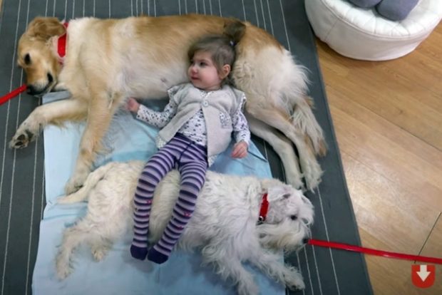 Канистерапия - собаки помогают врачам лечить детей