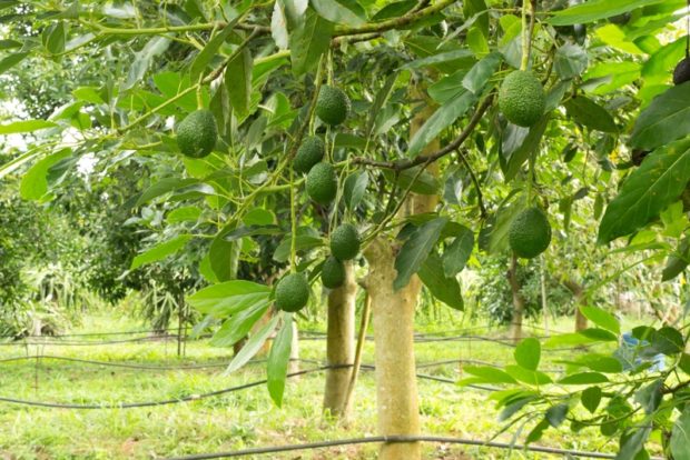 авокадо занесен в Книгу рекордов Гиннесса, как самый питательный фрукт