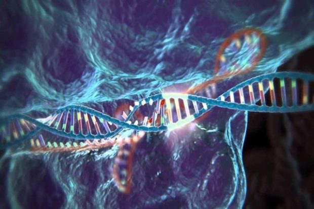 CRISPR излечит больных мышечной дистрофией Дюшенна