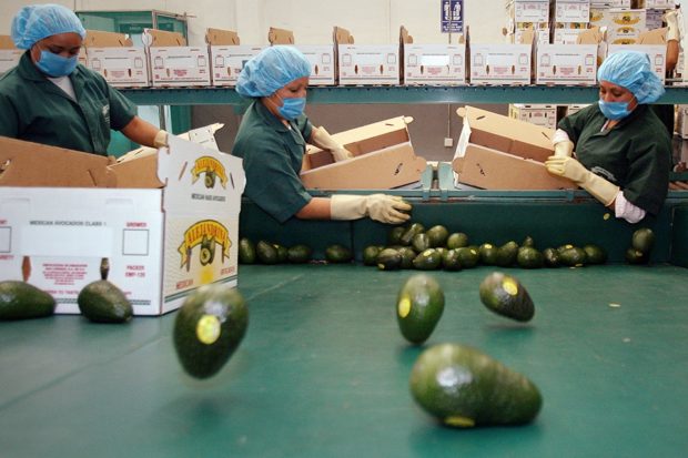 Производитель авокадо №1 в мире — Мексика