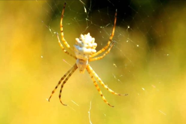 Яд паука оказался способен спасти нервные клетки от гибели
