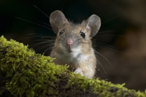 Ученые с помощью CRISPR-технологии впервые повлияли на наследование генетических признаков у мышей