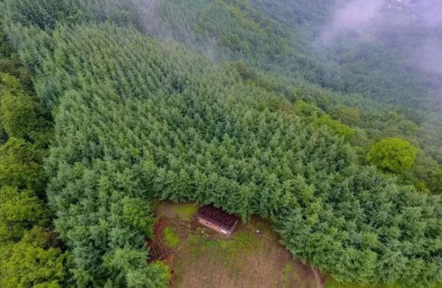 Тянь Юнпин 32 года высаживал деревья