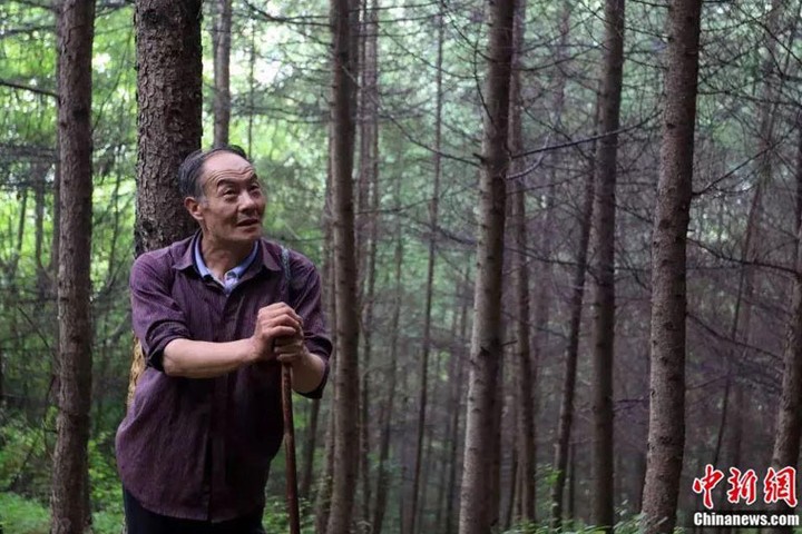 Тянь Юнпин 32 года высаживал деревья