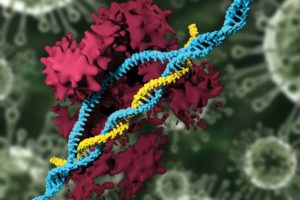 CRISPR замедлил развитие бокового амиотрофического склероза