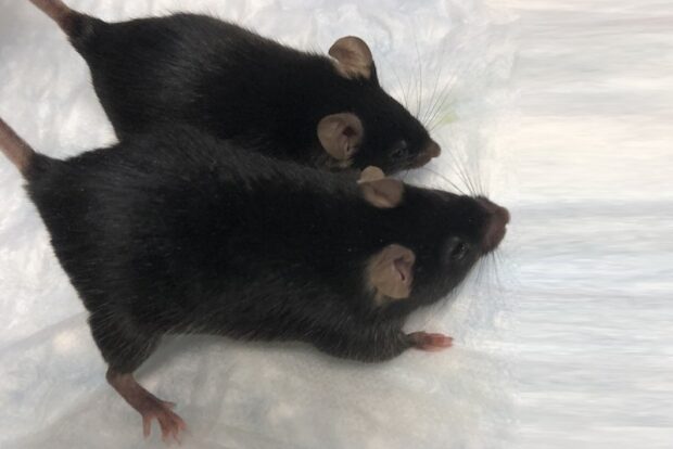 Ингибитор миостатина помог мышам сохранить кости и мышцы в космосе