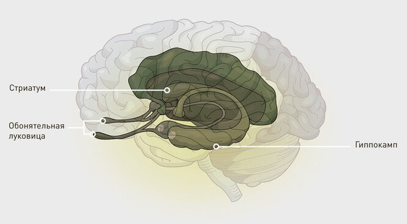Обонятельные доли мозга. Обонятельная луковица мозга. Обонятельный мозг гиппокамп. Обонятельный бугорок мозга. Обонятельный треугольник головного мозга.
