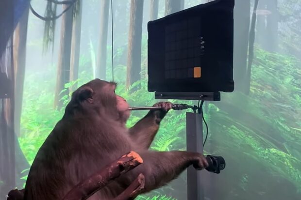 Играющая «силой мысли» обезьяна