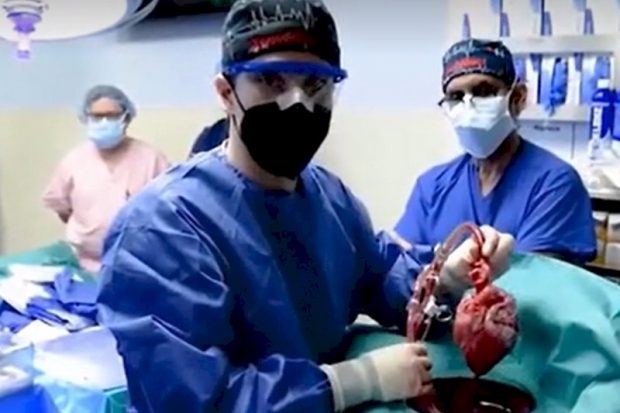 Человеку пересадили сердце генетически модифицированной свиньи