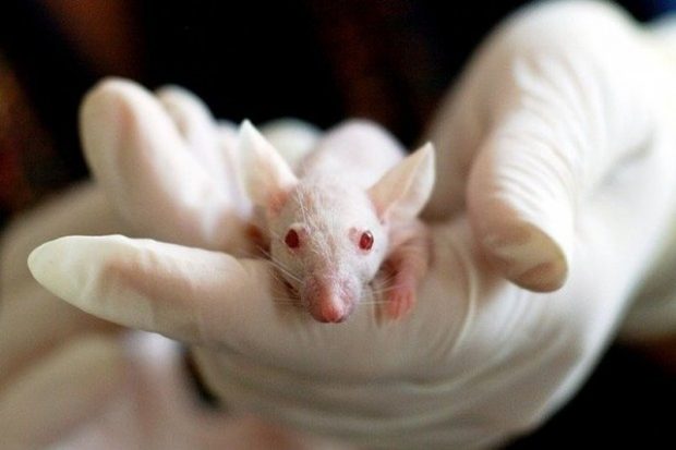 Терапия клеточного омоложения безопасно обращает вспять признаки старения у мышей