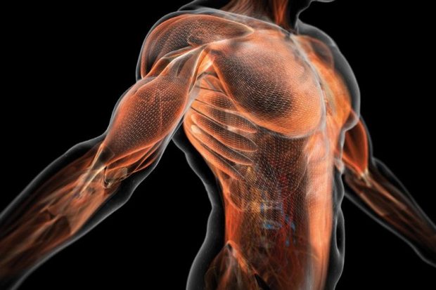 белок, который помогает восстанавливать и наращивать мышцы