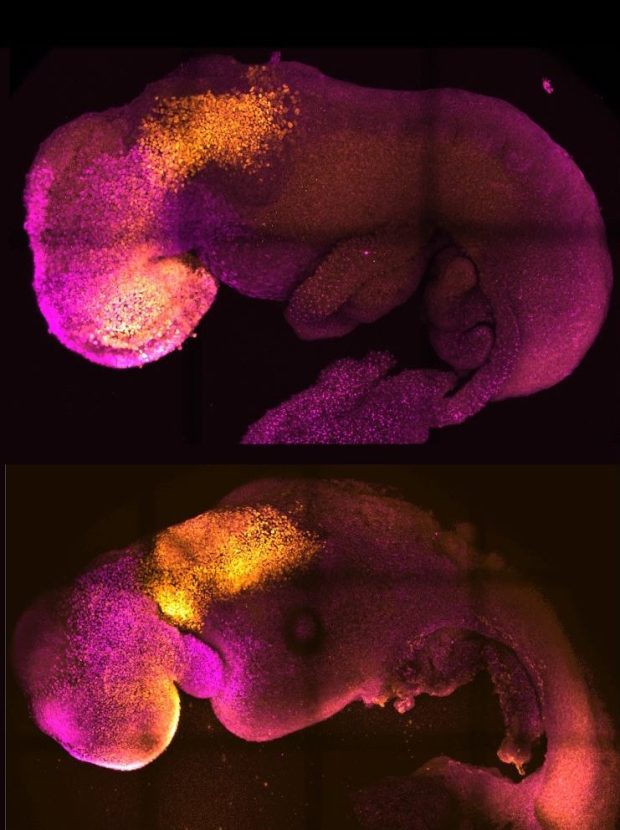 Созданы первые искусственные человеческие эмбрионы из стволовых клеток