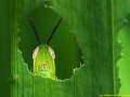 0004-wildlife-1-andiyan