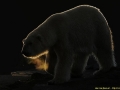 0006-wildlife-3-tillymeijer